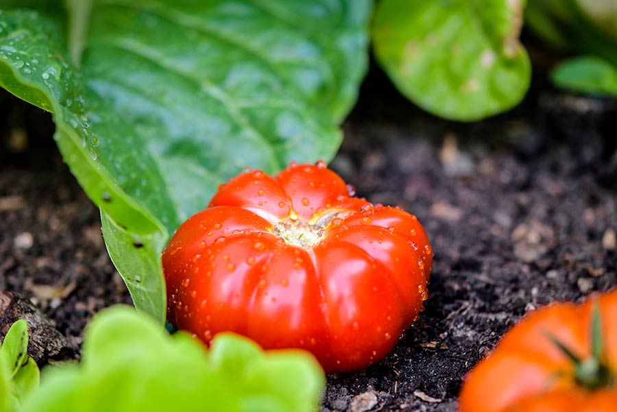 arosage du plan de tomates