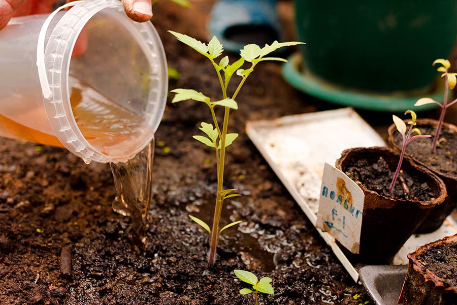 fertiliser plan tomate