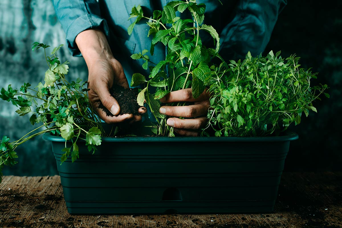 Menthe : planter, cultiver, récolter