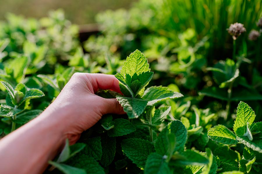 entretenir de la menthe