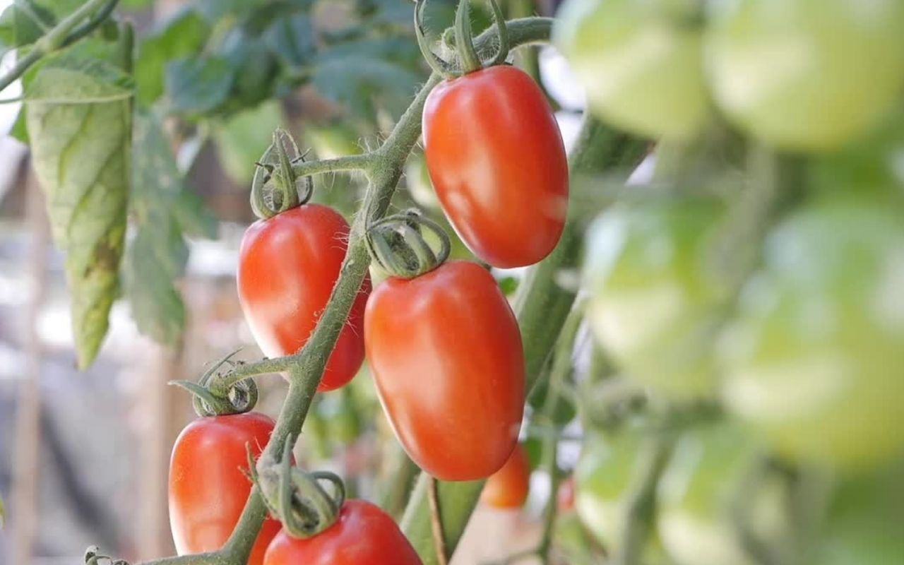 meilleures variétés de tomates à planter dans son jardin