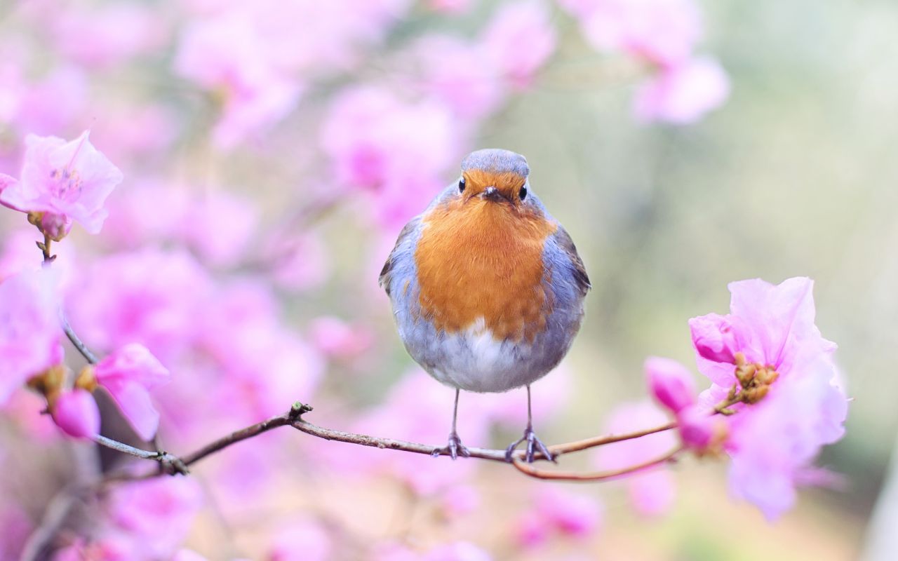 oiseau jardin