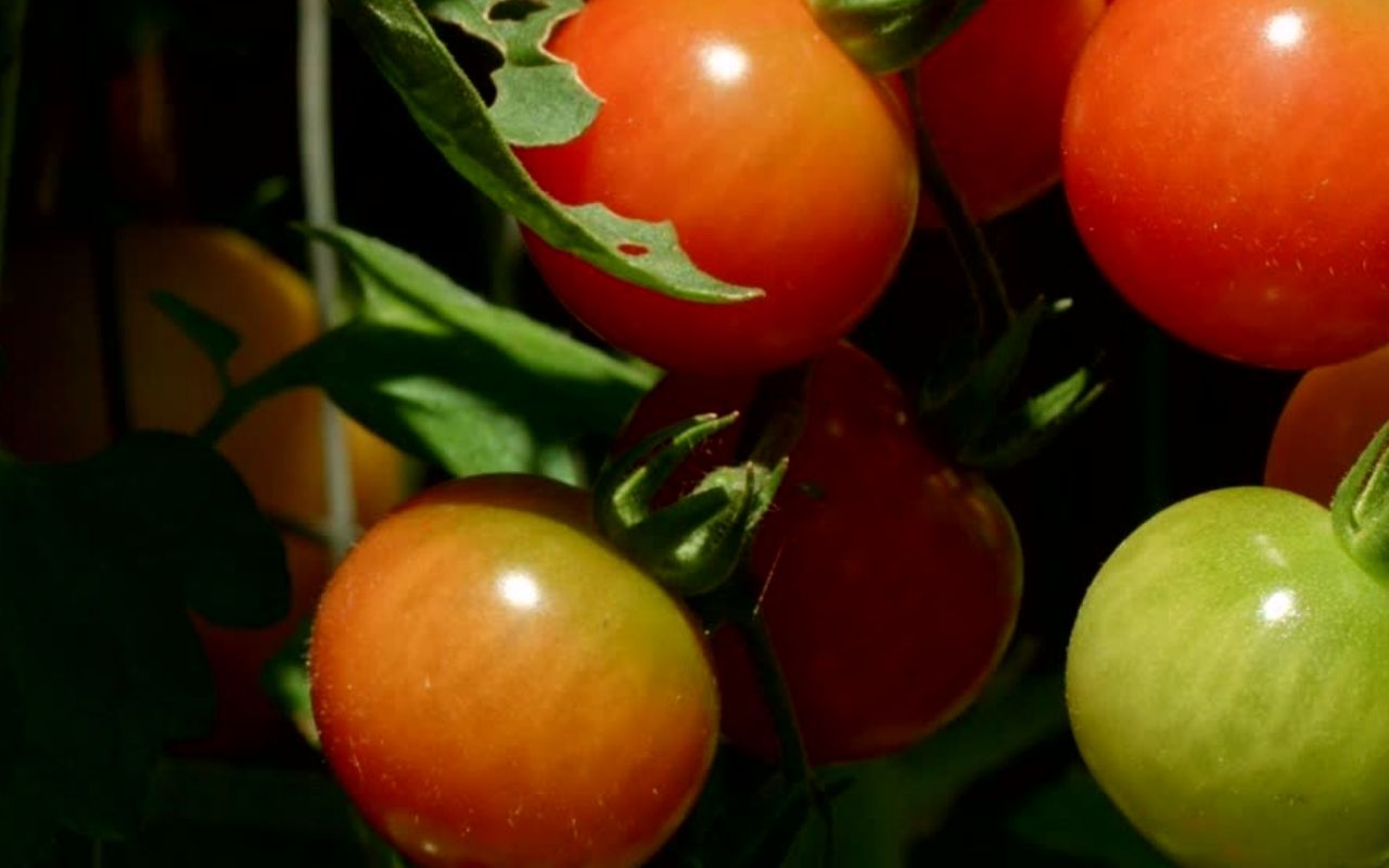 date pour planter les tomates